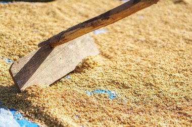 Kurutulmuş güneş ışığıyla Paddy pirinç