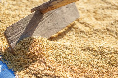 Kurutulmuş güneş ışığıyla Paddy pirinç