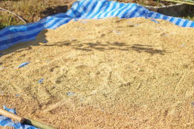 Kurutulmuş güneş ışığıyla Paddy pirinç