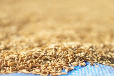 Kurutulmuş güneş ışığıyla Paddy pirinç