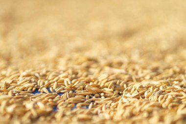 Kurutulmuş güneş ışığıyla Paddy pirinç