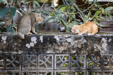 Her iki kedi bakışları
