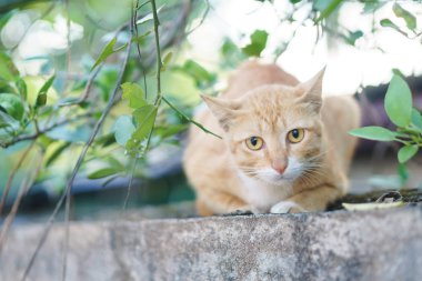 Kedi closeup eski duvardaki