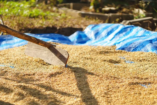 Arroz de arroz seco por la luz del sol — Foto de Stock