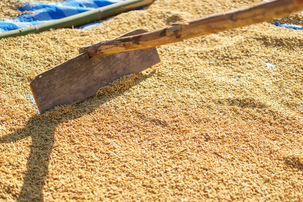 Arroz de arroz seco por la luz del sol — Foto de Stock