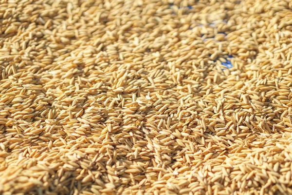 Kurutulmuş güneş ışığıyla Paddy pirinç — Stok fotoğraf