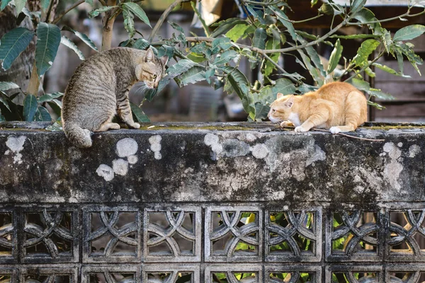 Her iki kedi bakışları