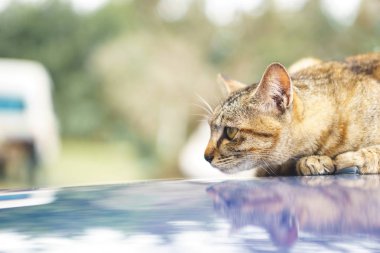 Kedi araba kaput üzerinde