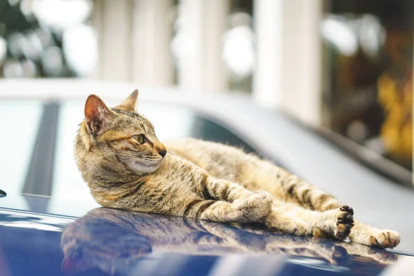 자동차 후드에 고양이 — 스톡 사진