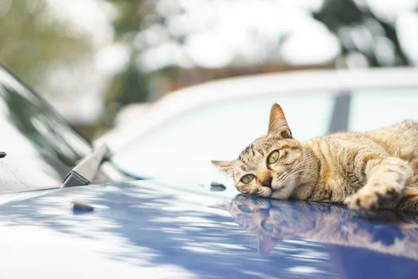 Kat op kap van de auto — Stockfoto