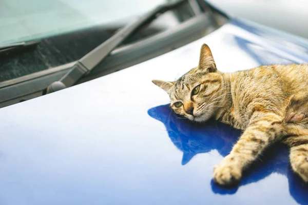 在汽车发动机罩上的猫 — 图库照片