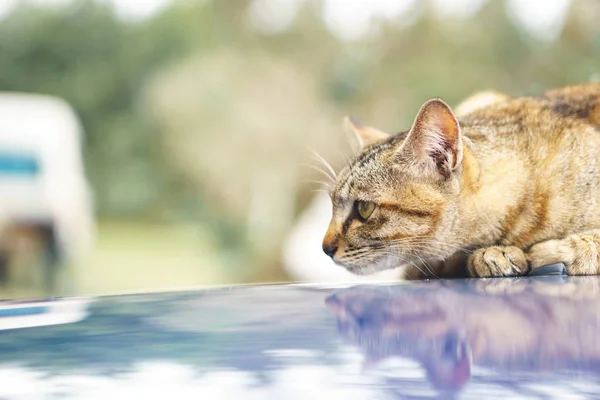 Kat op kap van de auto — Stockfoto