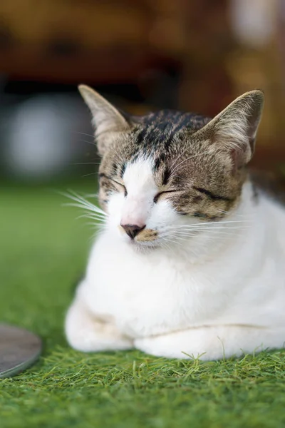 Улыбающийся сонный кот — стоковое фото