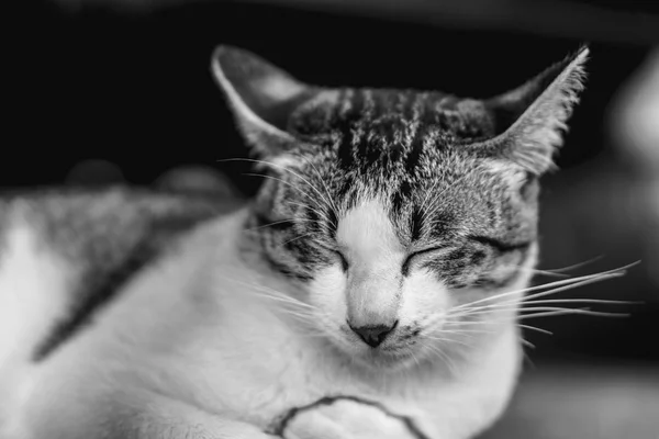Усміхаючись сонний кішка — стокове фото