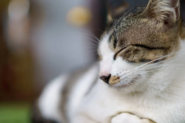 Улыбающийся сонный кот — стоковое фото