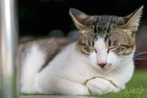 Sonriente gato soñoliento —  Fotos de Stock