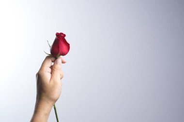 Kırmızı gül çiçek adam yardım