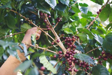 Bir çiftçi olgun ve çiğ kahve toplama el berrie