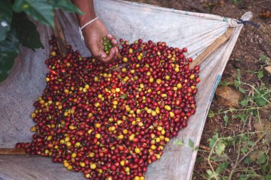 Bir çiftçi olgun ve çiğ kahve toplama el berrie