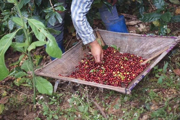 Un granjero recogiendo a mano berrie de café maduro y crudo — Foto de Stock