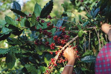 Bir çiftçi olgun ve çiğ kahve toplama el berrie