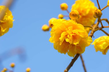 Mavi sk ile sarı ipek pamuk