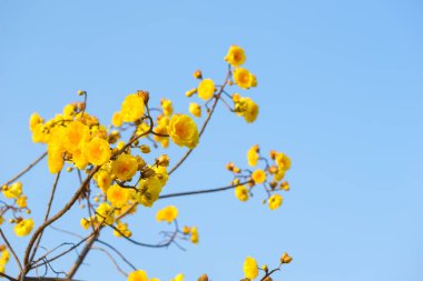 Mavi sk ile sarı ipek pamuk