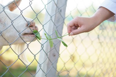 Çok padok yaşayan keçiler, çelik