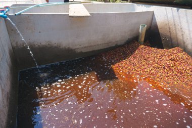 Kırmızı meyveler kahve çekirdeği süreç içinde Fabrika