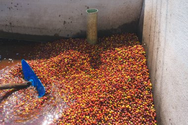 Kırmızı meyveler kahve çekirdeği süreç içinde Fabrika