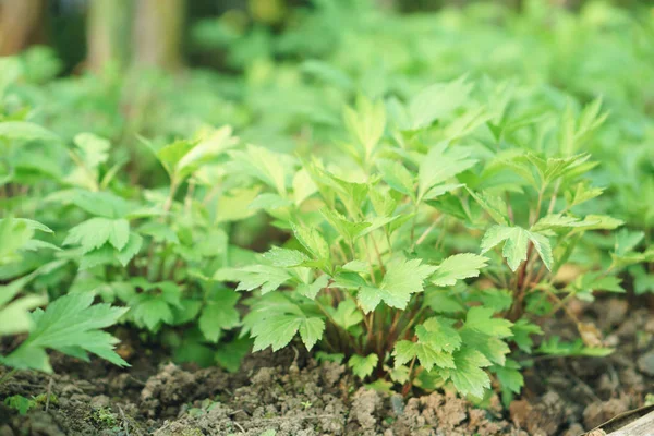 Artemisa planta fiel — Foto de Stock