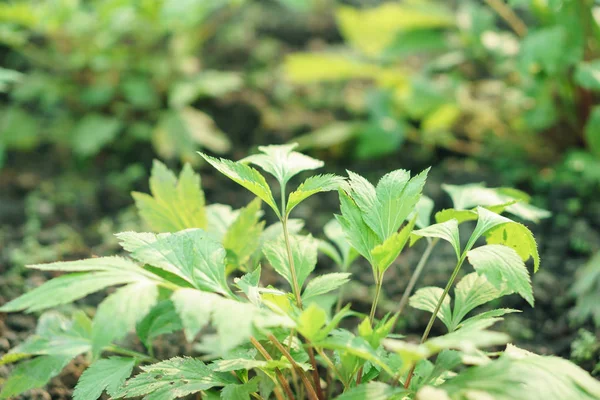 Bylica pospolita roślina fiel — Zdjęcie stockowe