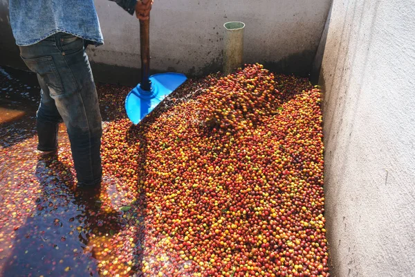 Rode bessen koffieboon proces in fabriek — Stockfoto