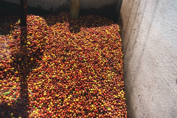 Rode bessen koffieboon proces in fabriek — Stockfoto