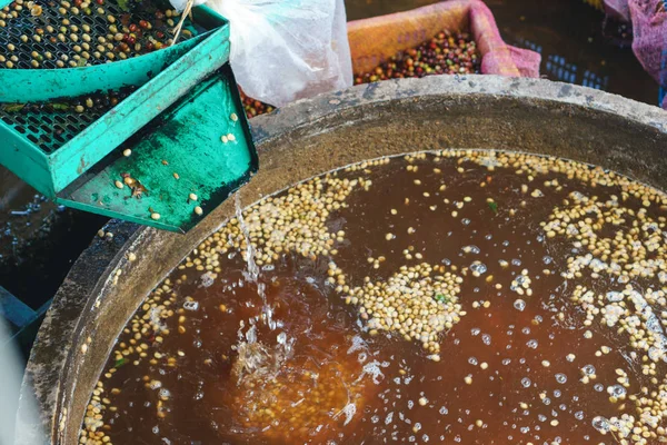 Red berries coffee bean process in factory