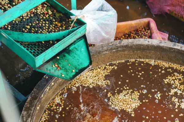 Red berries coffee bean process in factory