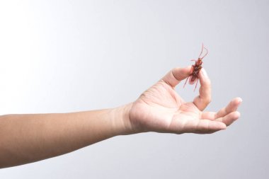 El tutmak hamamböceği oyuncak