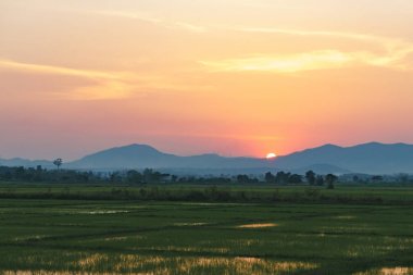 Pirinç alan gün batımında