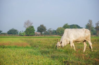 Alanında yaygın Asya inek