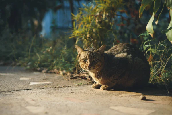 アジアの家で座り猫 — ストック写真