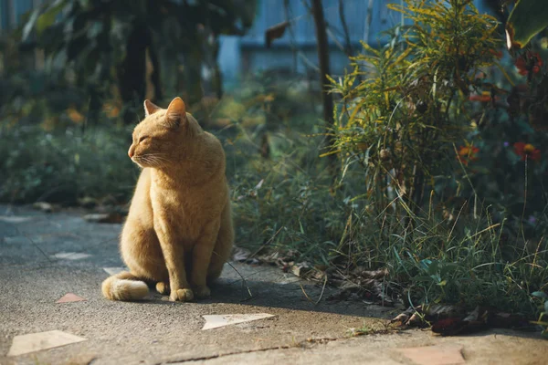 Asijské dům kočka sedící — Stock fotografie