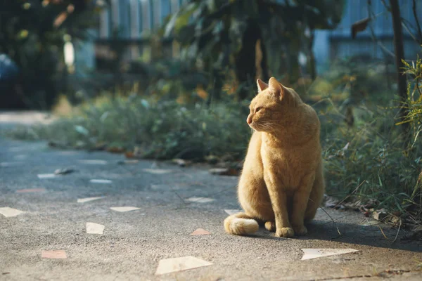 アジアの家で座り猫 — ストック写真