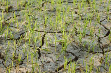 Küçük pirinç bitkileri