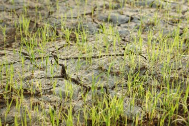 Küçük pirinç bitkileri