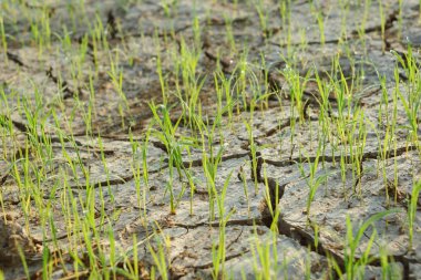 Küçük pirinç bitkileri