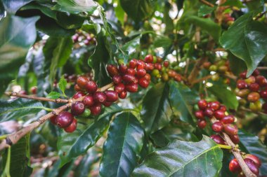 Olgun ve çiğ kahve berrie grup