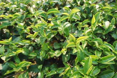 Güzel taze yeşil çay plantasyon