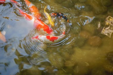 Japon Koi sazan yüzme su sığ gölet
