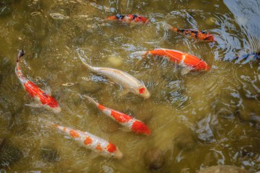 Japon Koi sazan yüzme su sığ gölet
