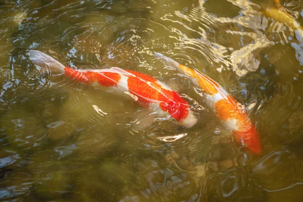 Japanische Koi-Karpfen schwimmen im Flachwasserteich — Stockfoto